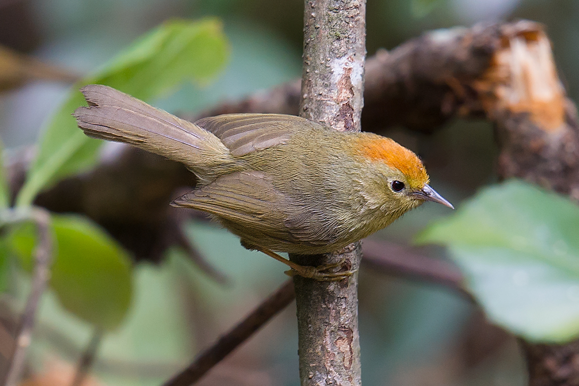 Rufous-capped Babbler