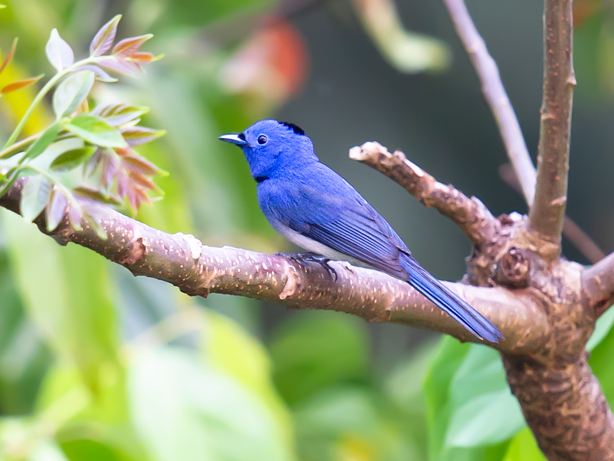 Black-naped Monarch