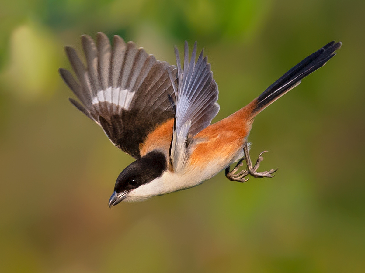 Burmese Shrike