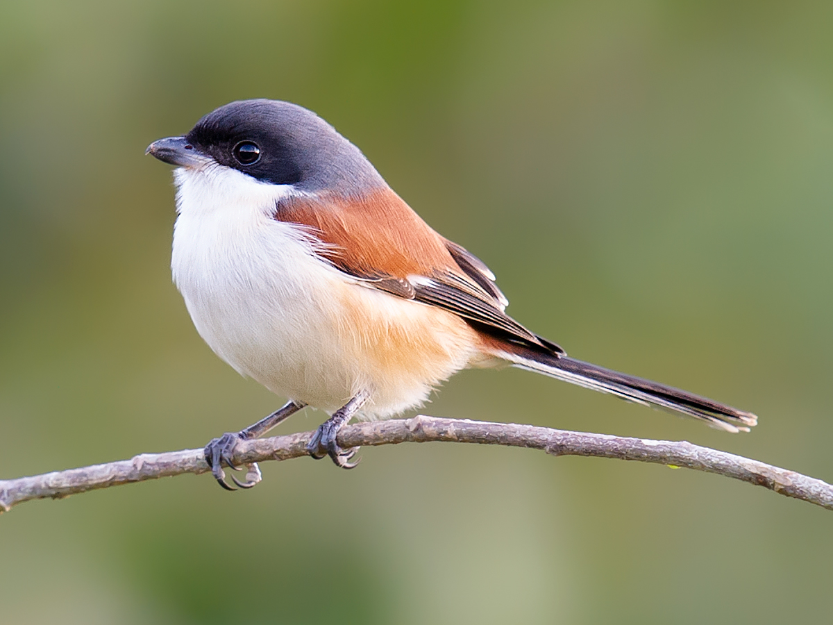 Burmese Shrike