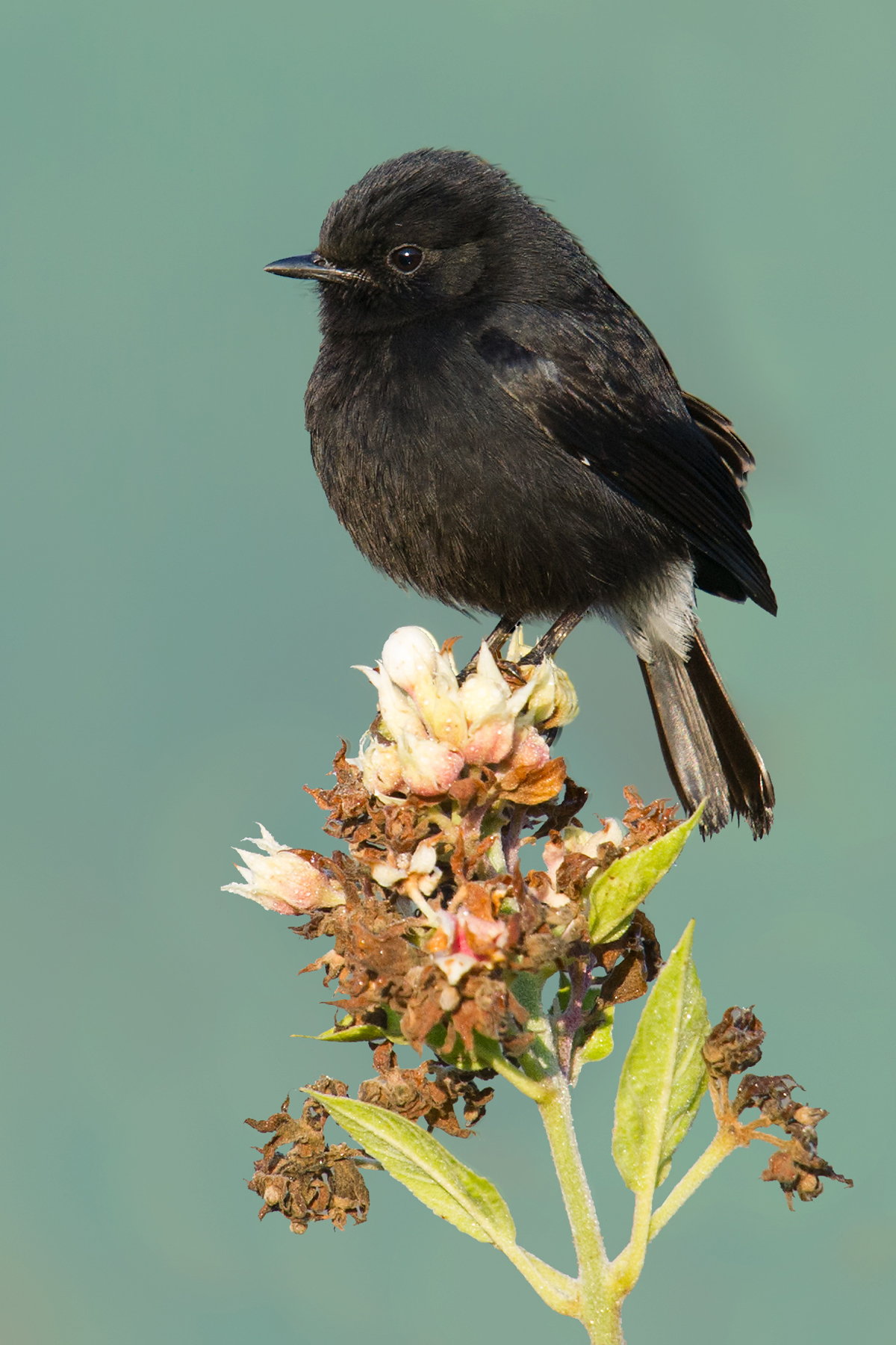 Pied Bush Chat