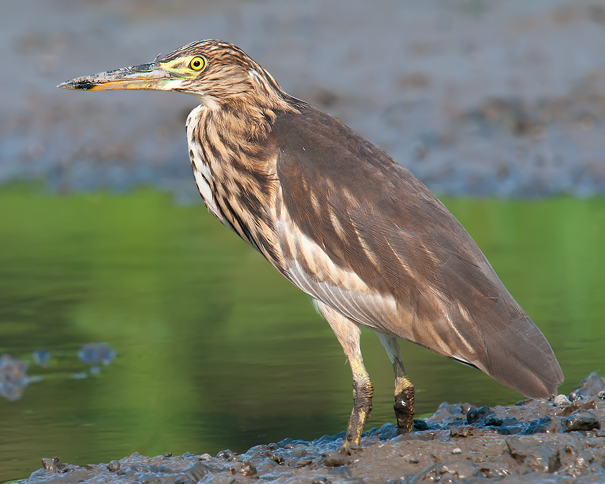 Chinese Pond Heron