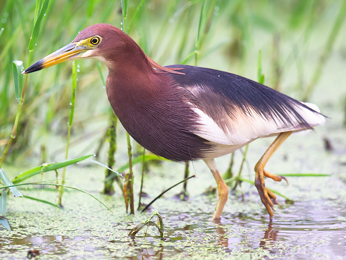 Chinese Pond Heron