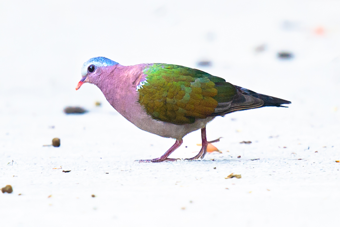 Common Emerald Dove