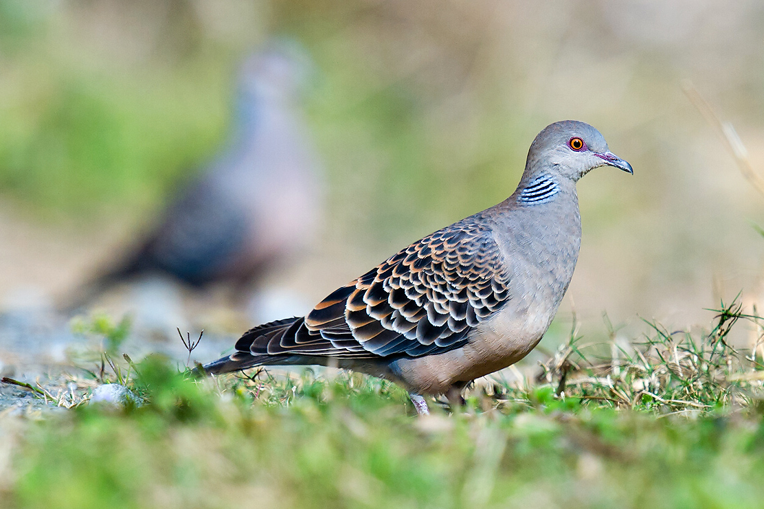 Oriental Turtle Dove