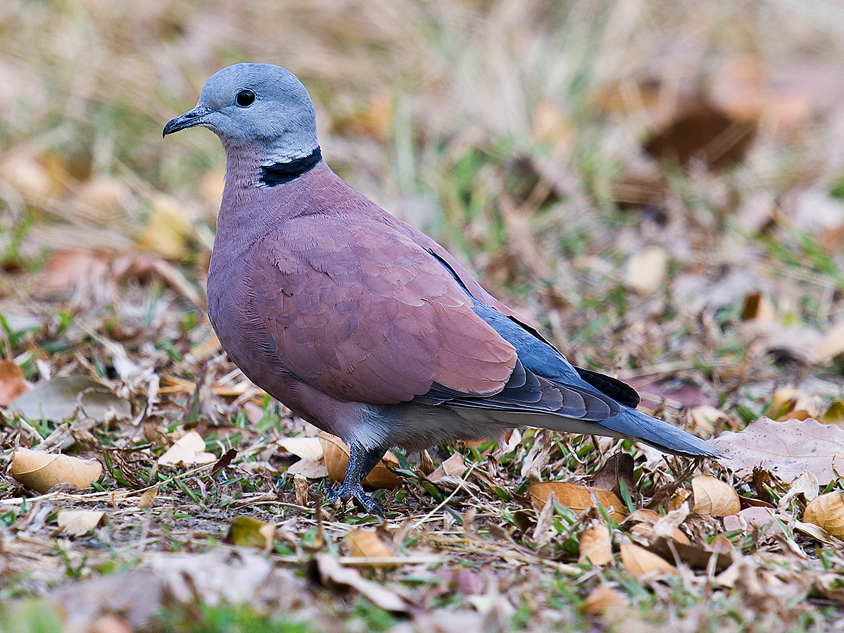 Red Collared Dove