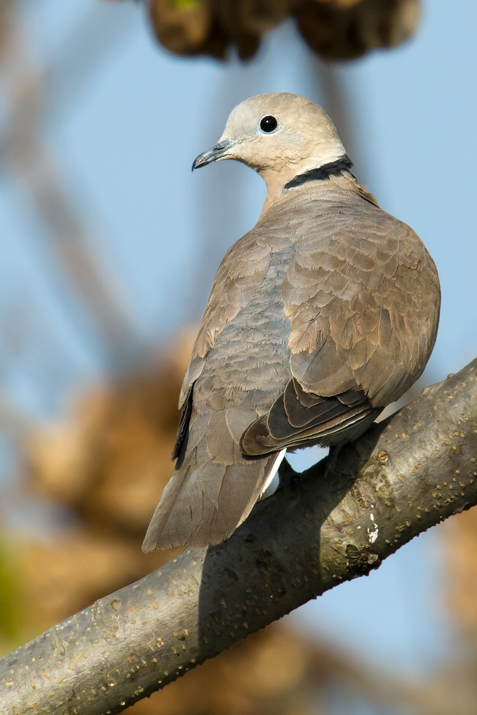 Red Collared Dove