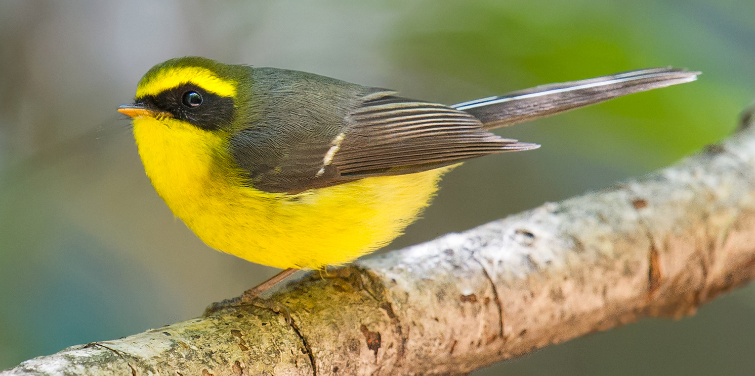 Yellow-bellied Fantail