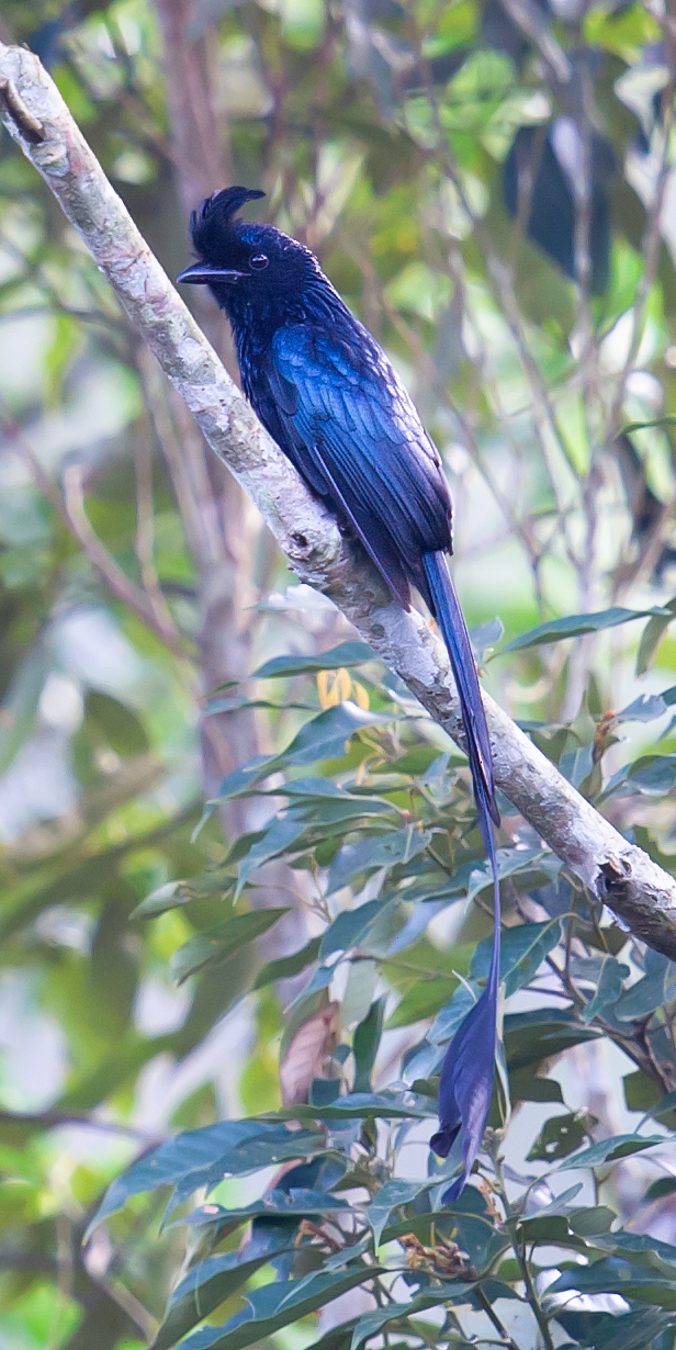 Greater Racket-tailed Drongo