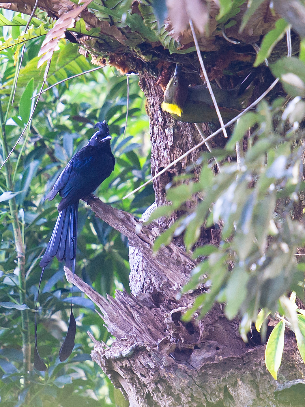 Greater Racket-tailed Drongo