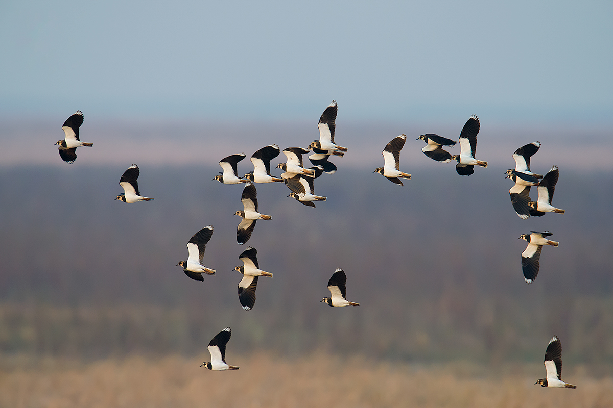 Northern Lapwing