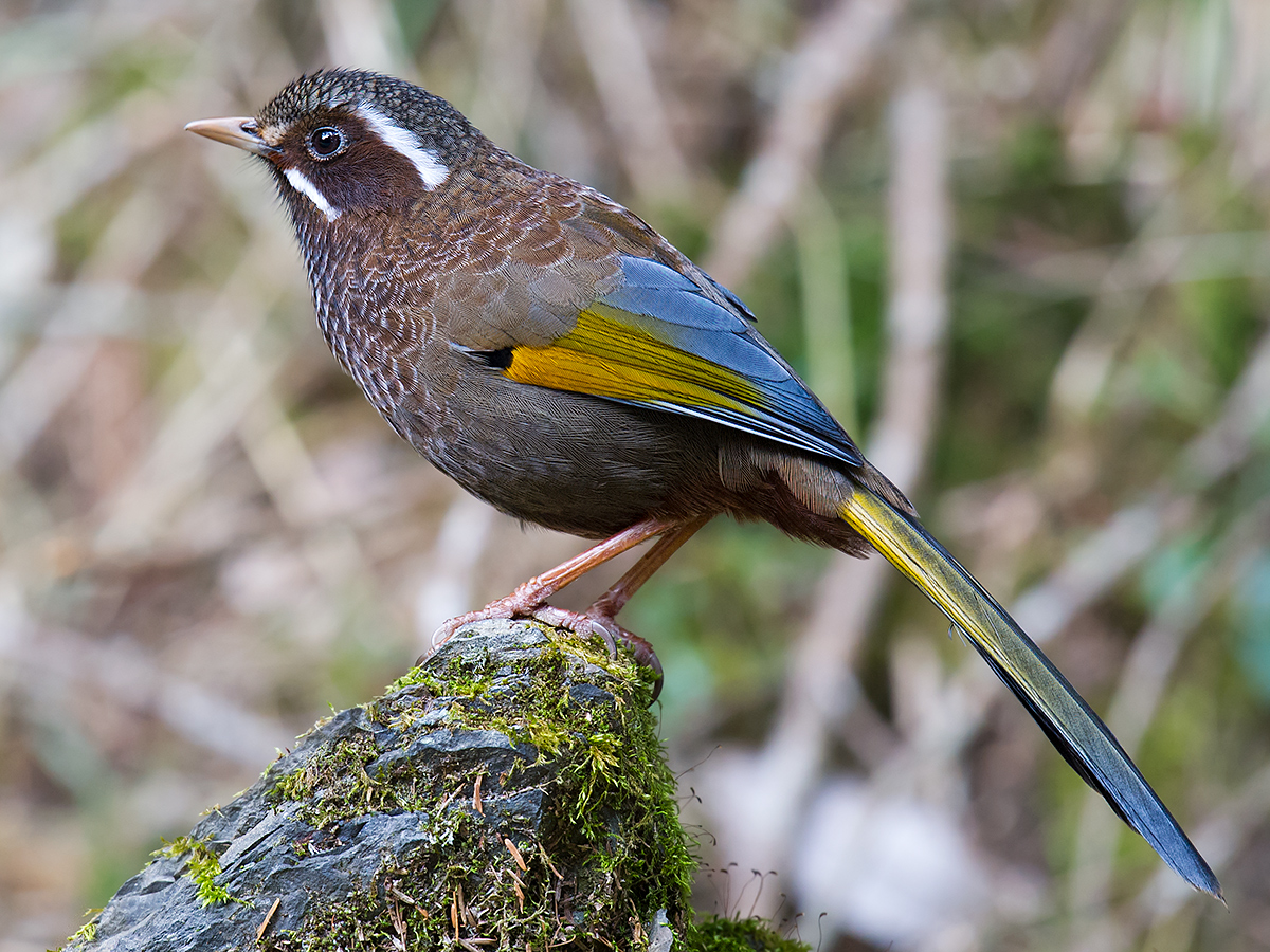 White-whiskered Laughingthrush