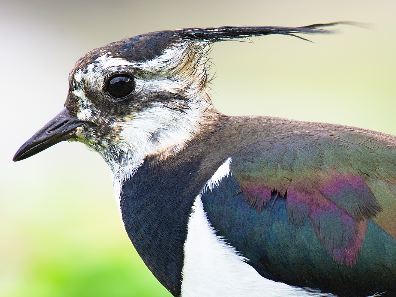 Northern Lapwing