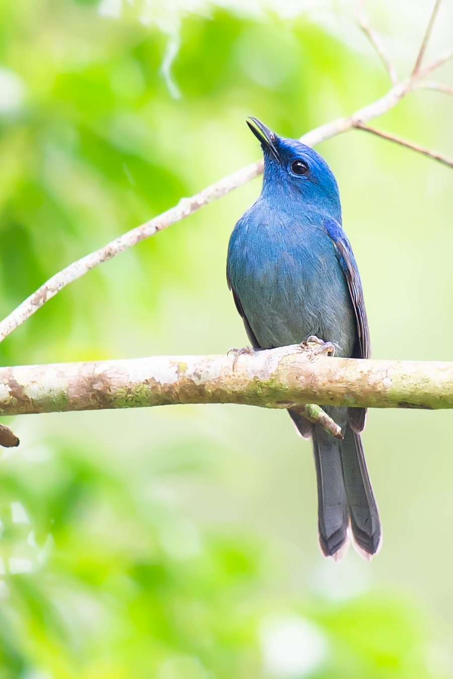 Pale Blue Flycatcher