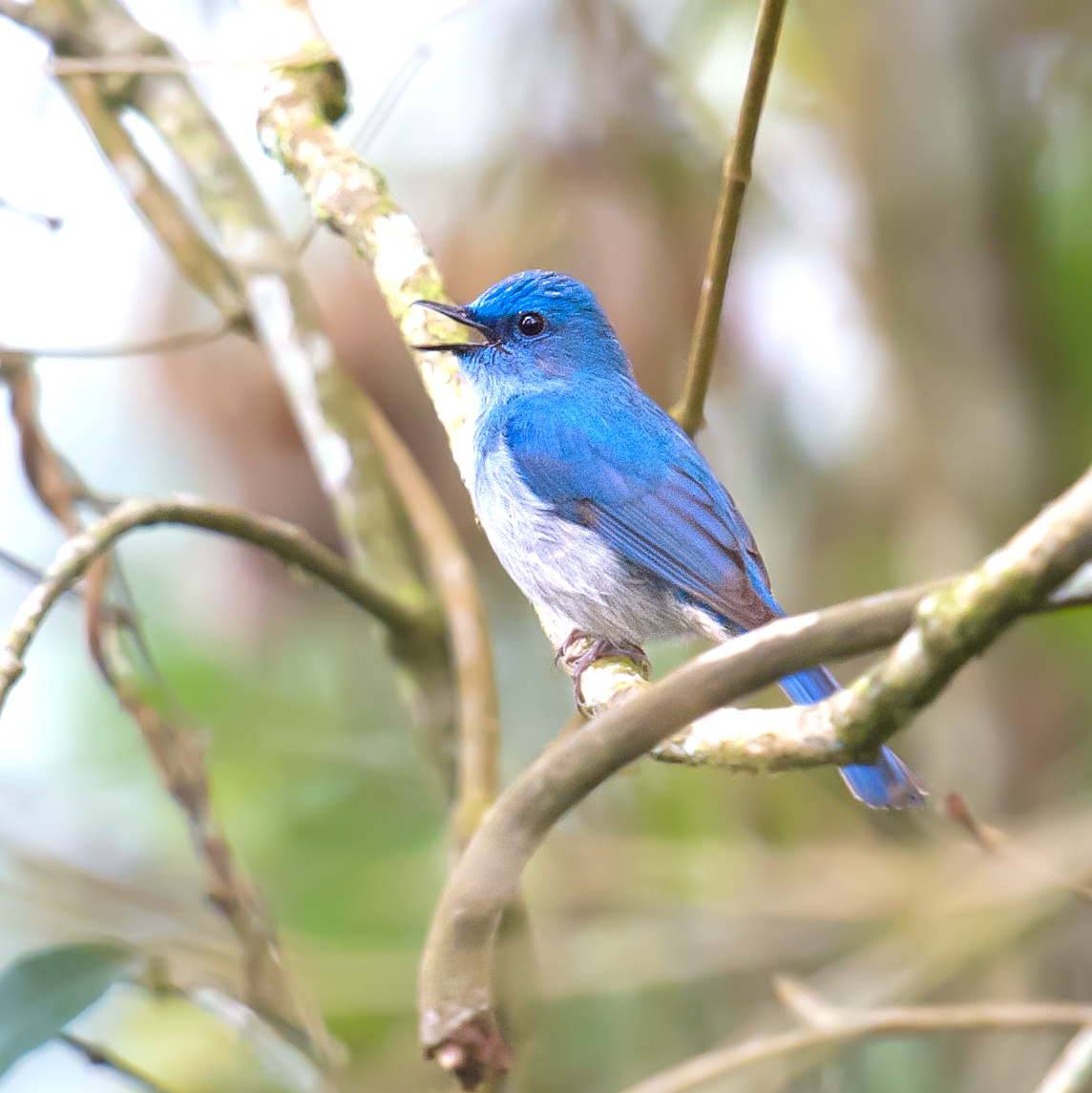 Pale Blue Flycatcher