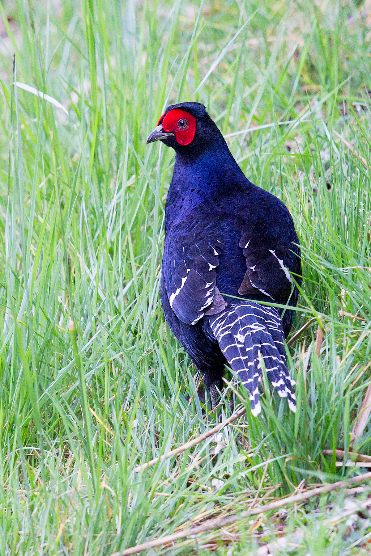 Mikado Pheasant