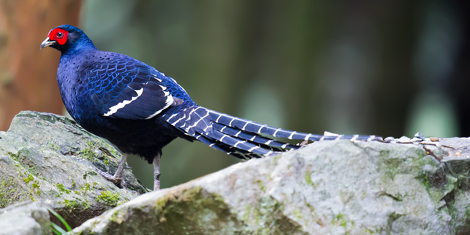 Mikado Pheasant