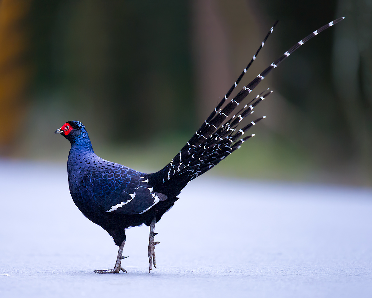 Mikado Pheasant