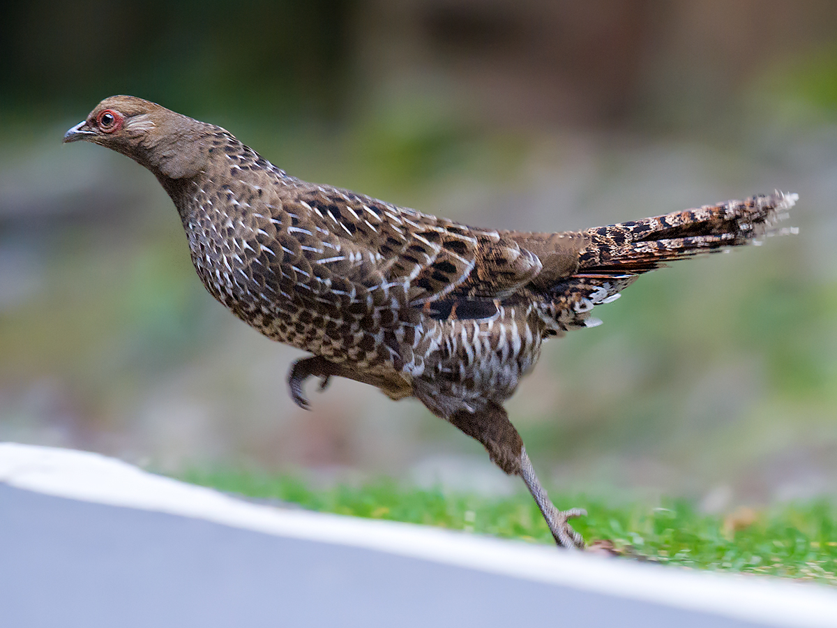 Mikado Pheasant