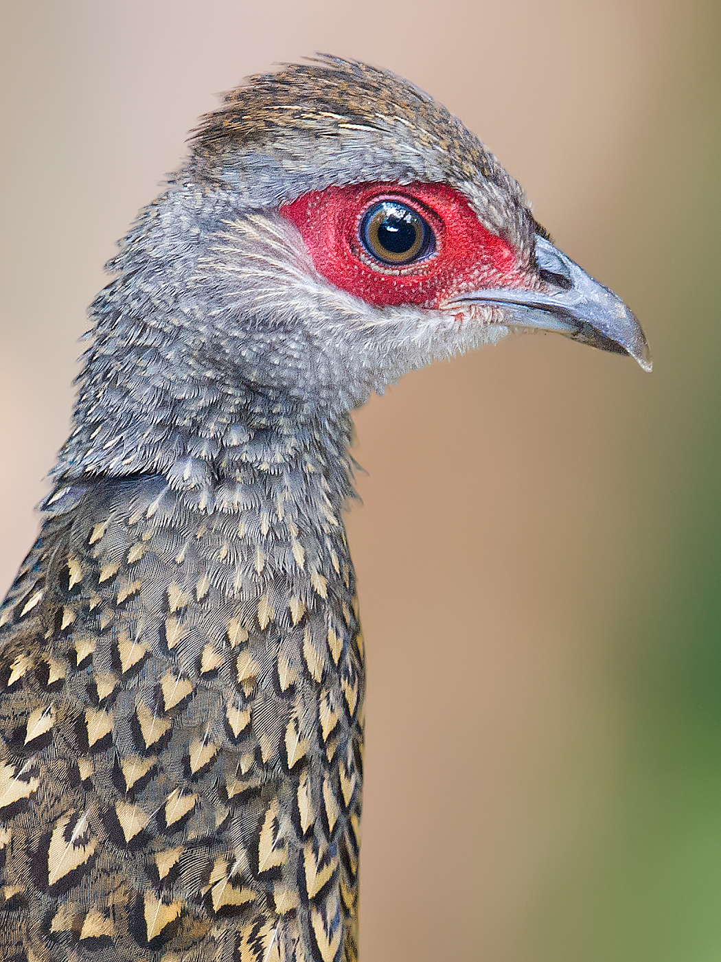 Swinhoe's Pheasant