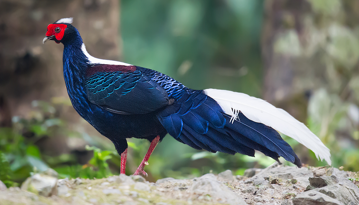 Swinhoe's Pheasant