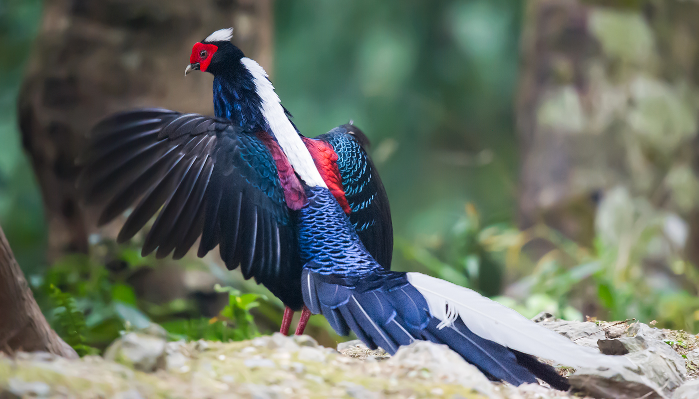 Swinhoe's Pheasant