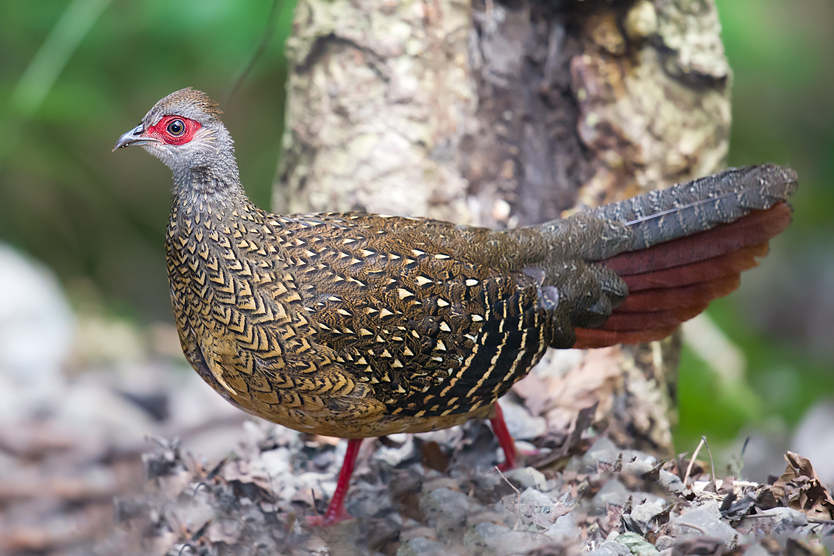 Swinhoe's Pheasant