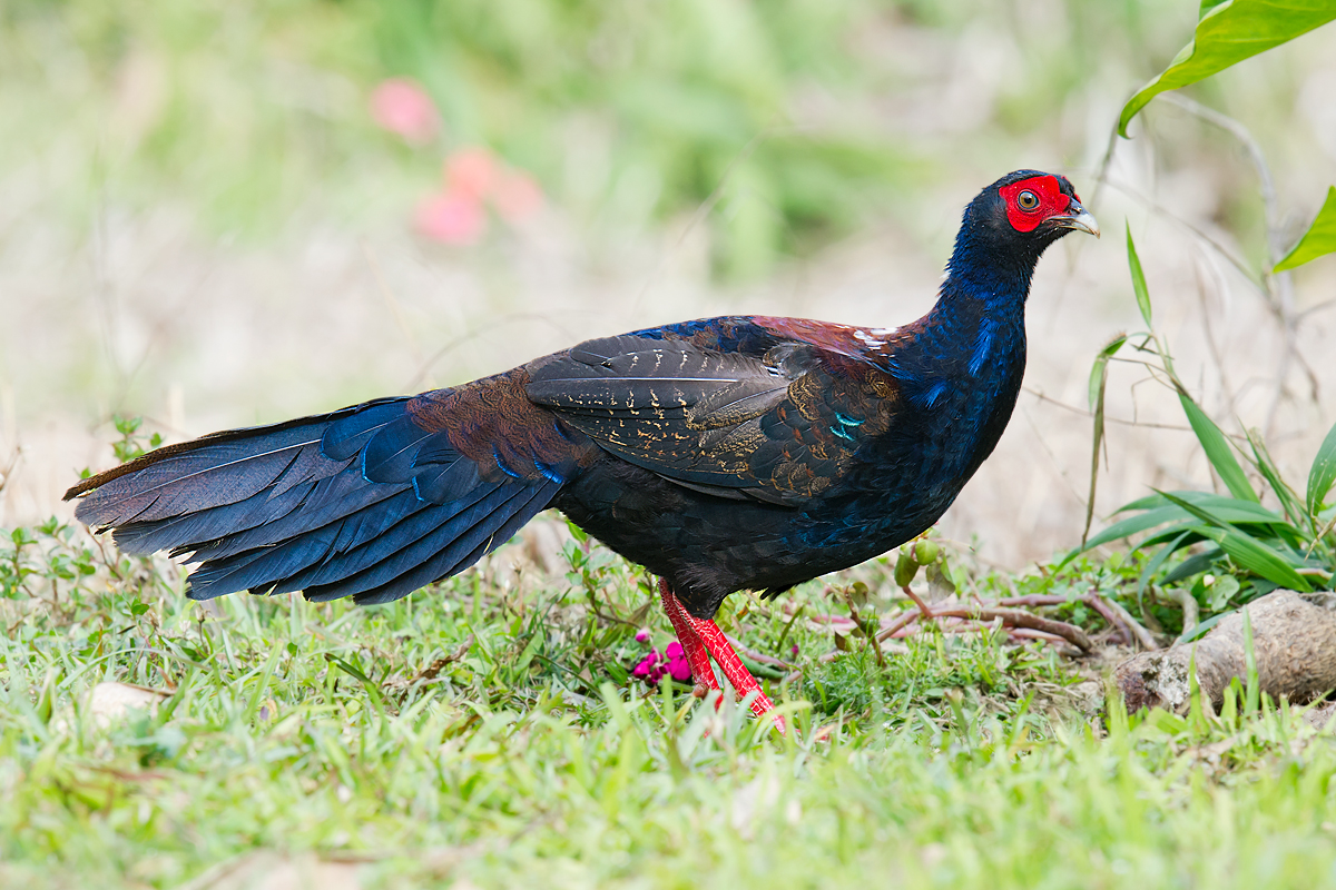 Swinhoe's Pheasant