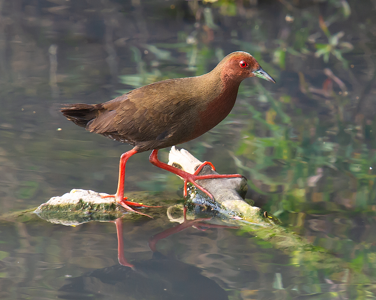 Ruddy-breasted Crake