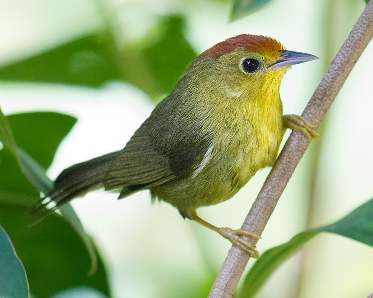 Rufous-capped Babbler