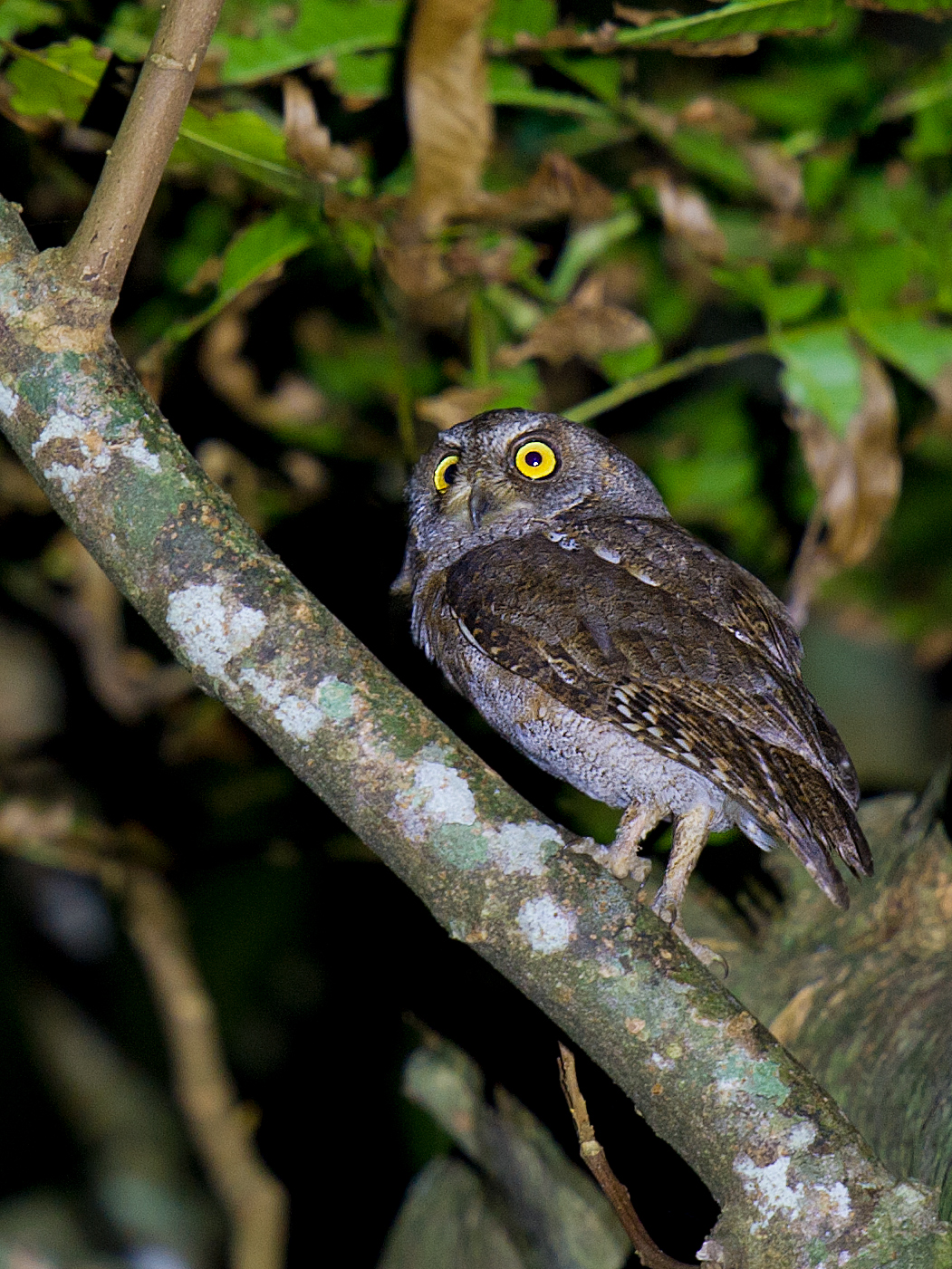 Lanyu Scops Owl