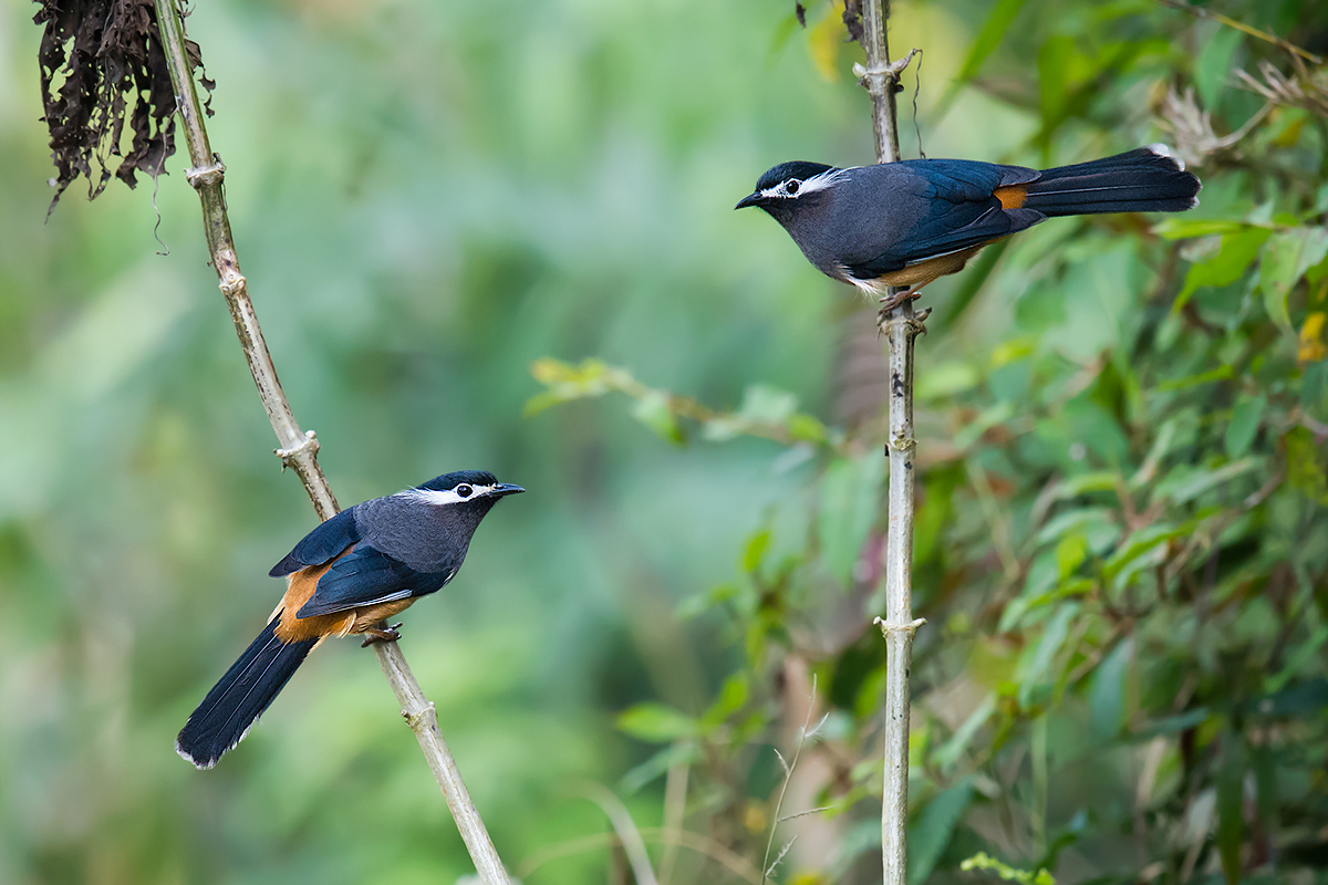 White-eared Sibia