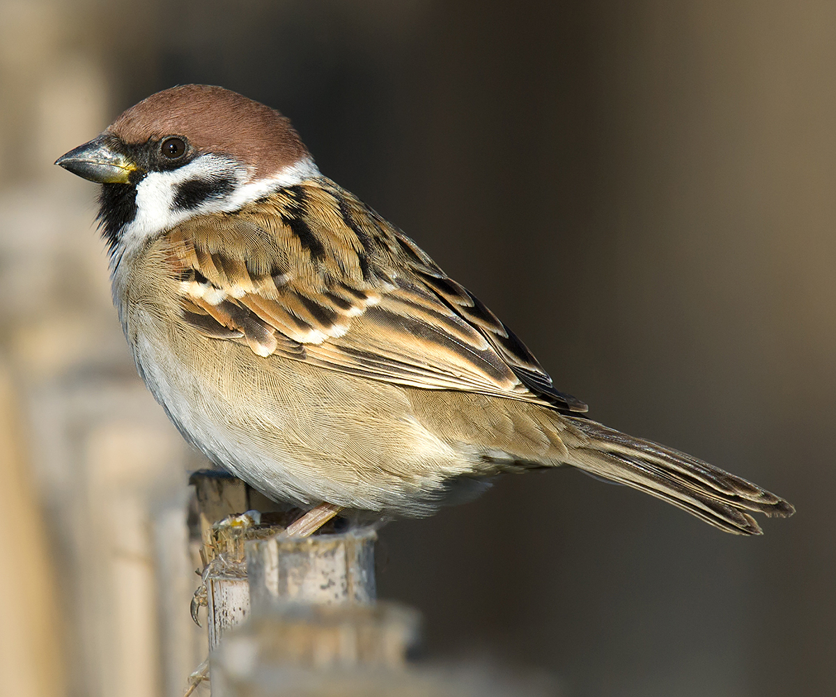 Eurasian Tree Sparrow