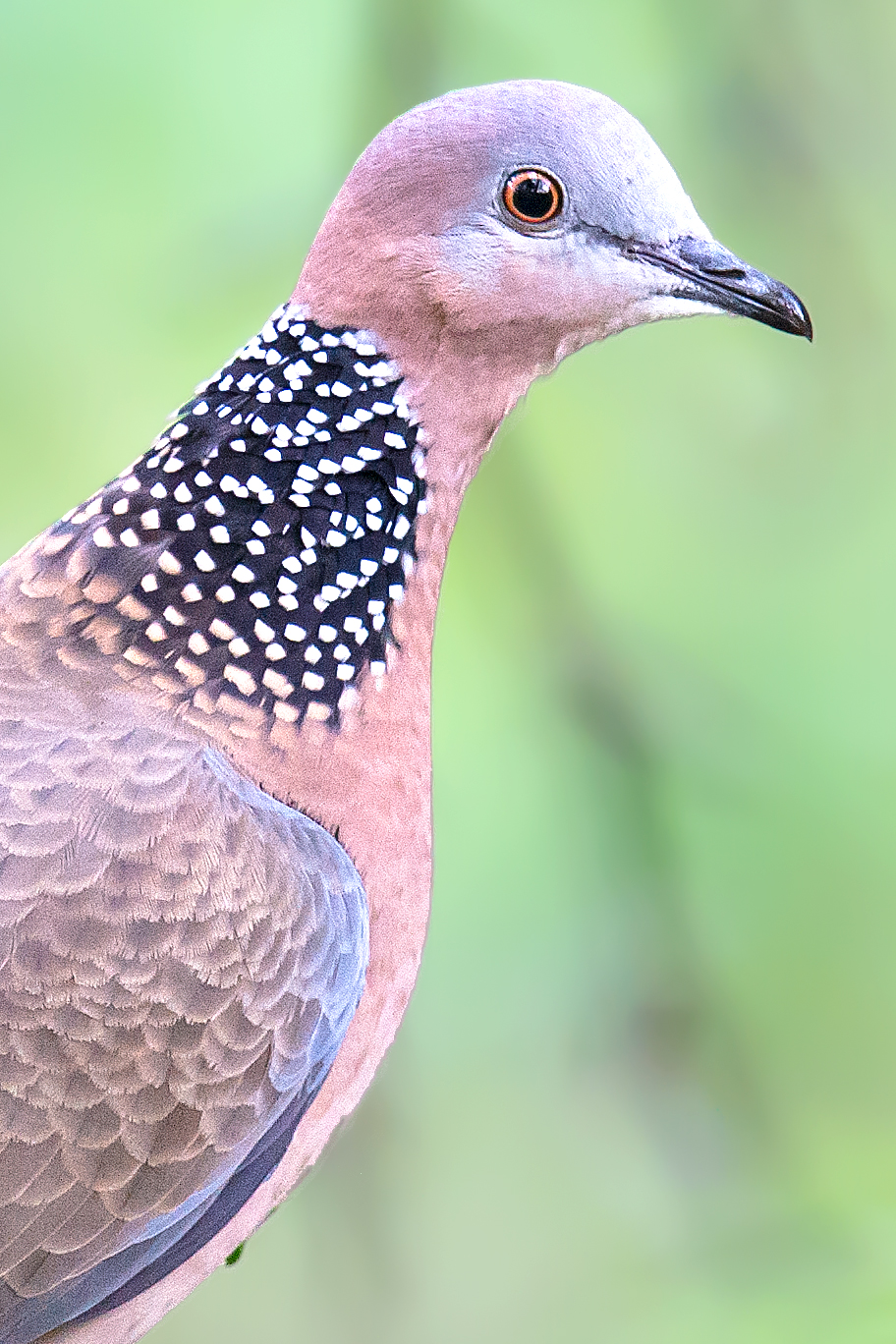 Spotted Dove