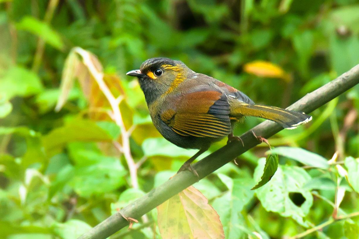 Steere's Liocichla