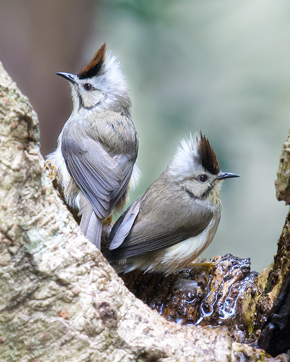 Taiwan Yuhina