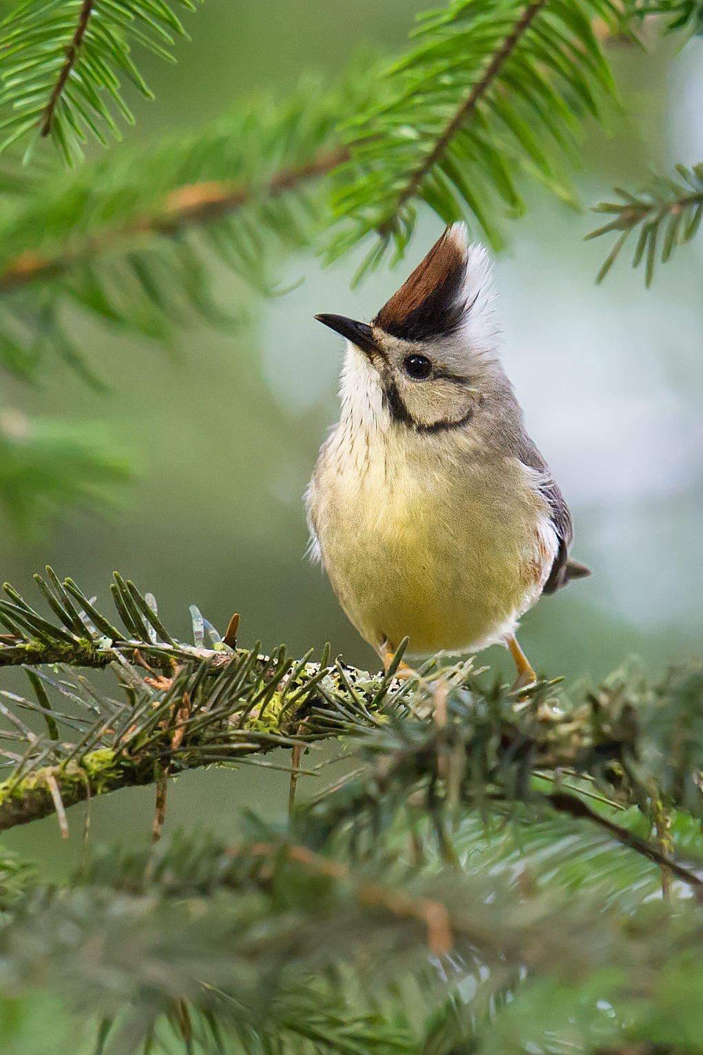 Taiwan Yuhina