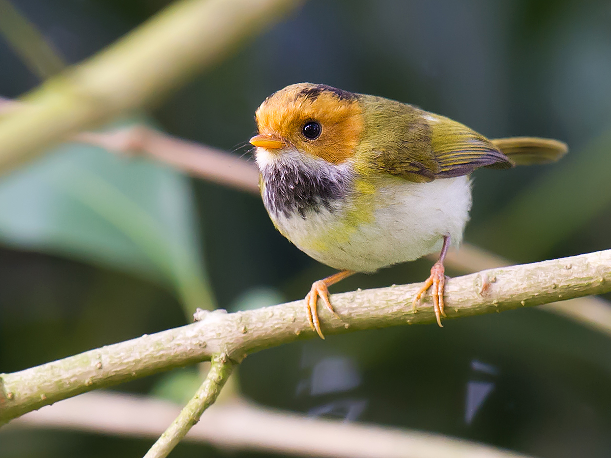 Rufous-faced Warbler