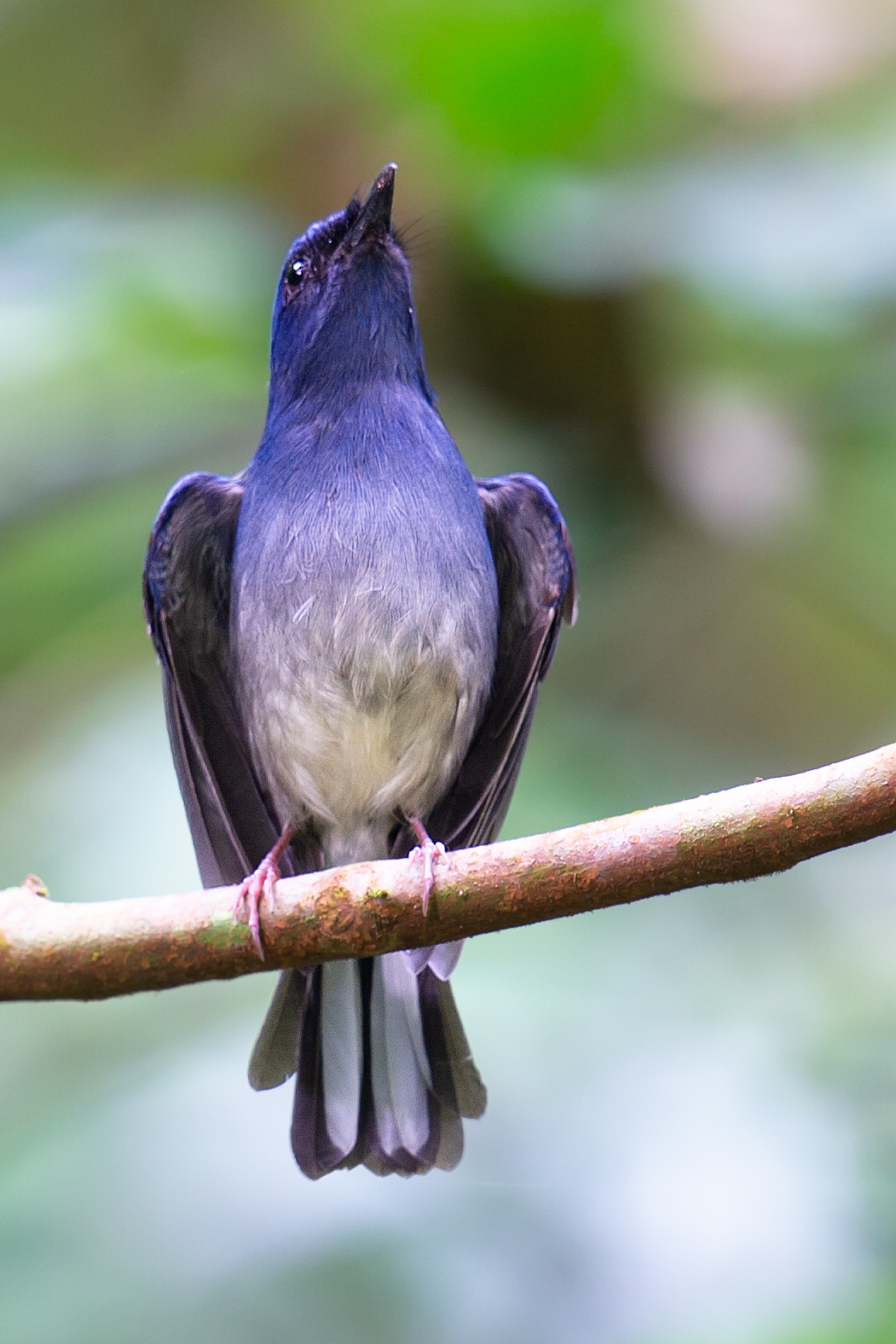 White-tailed Flycatcher