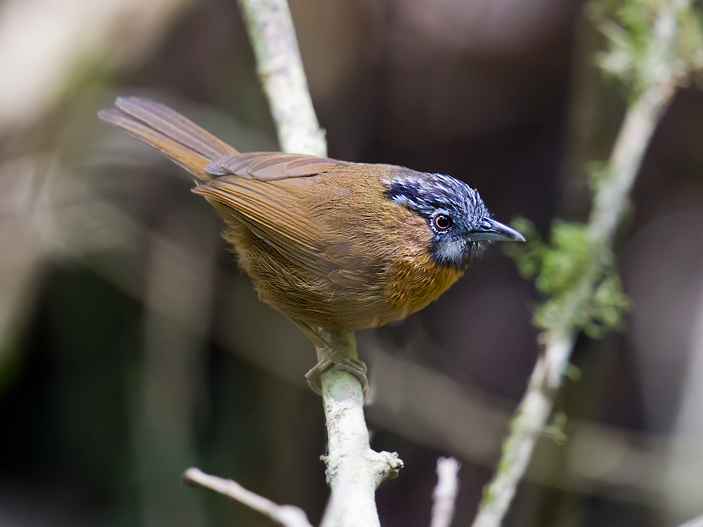 Grey-throated Babbler