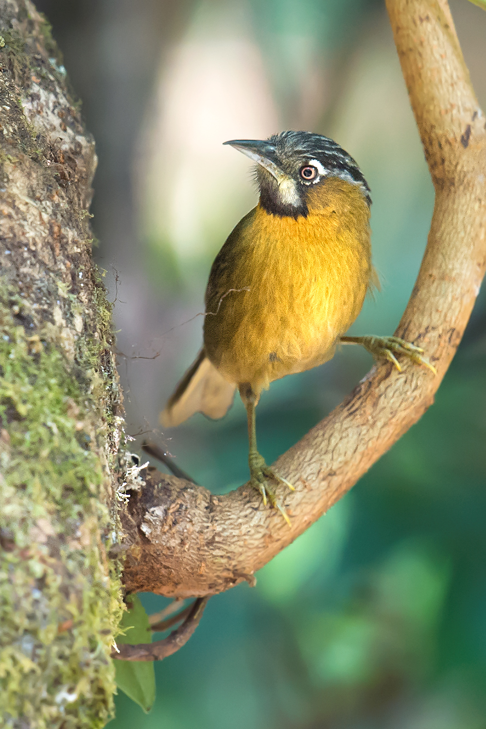 Grey-throated Babbler