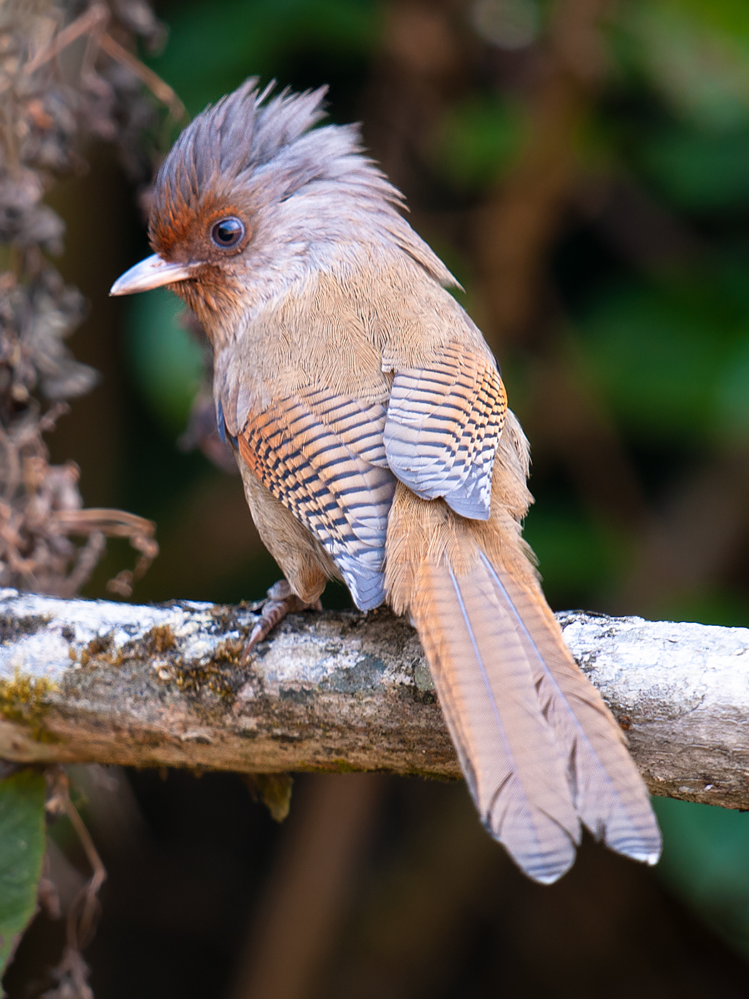 Rusty-fronted Barwing - Shanghai Birding 上海观鸟