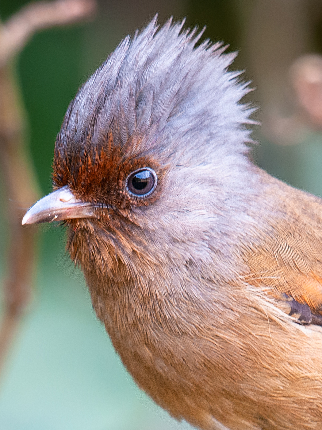 Rusty-fronted Barwing