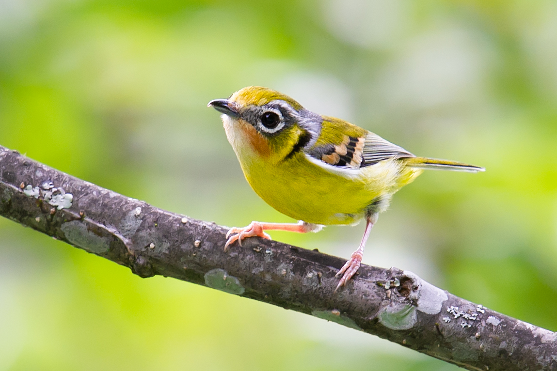 Black-eared Shrike-babbler