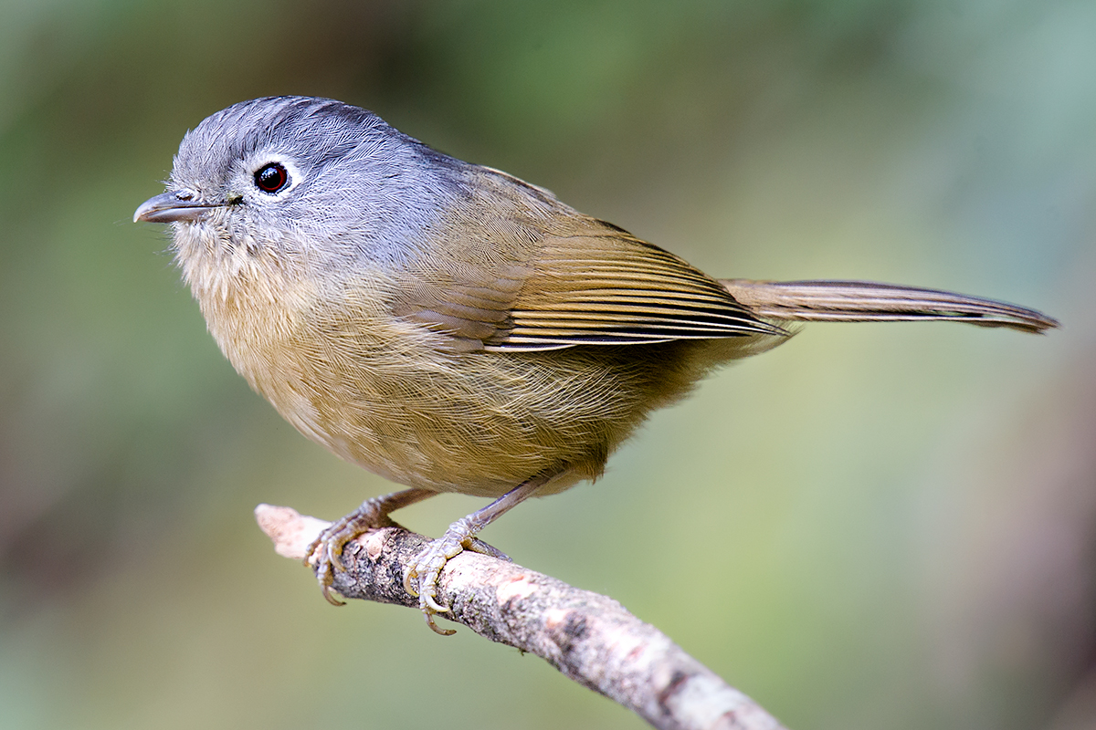 Yunnan Fulvetta