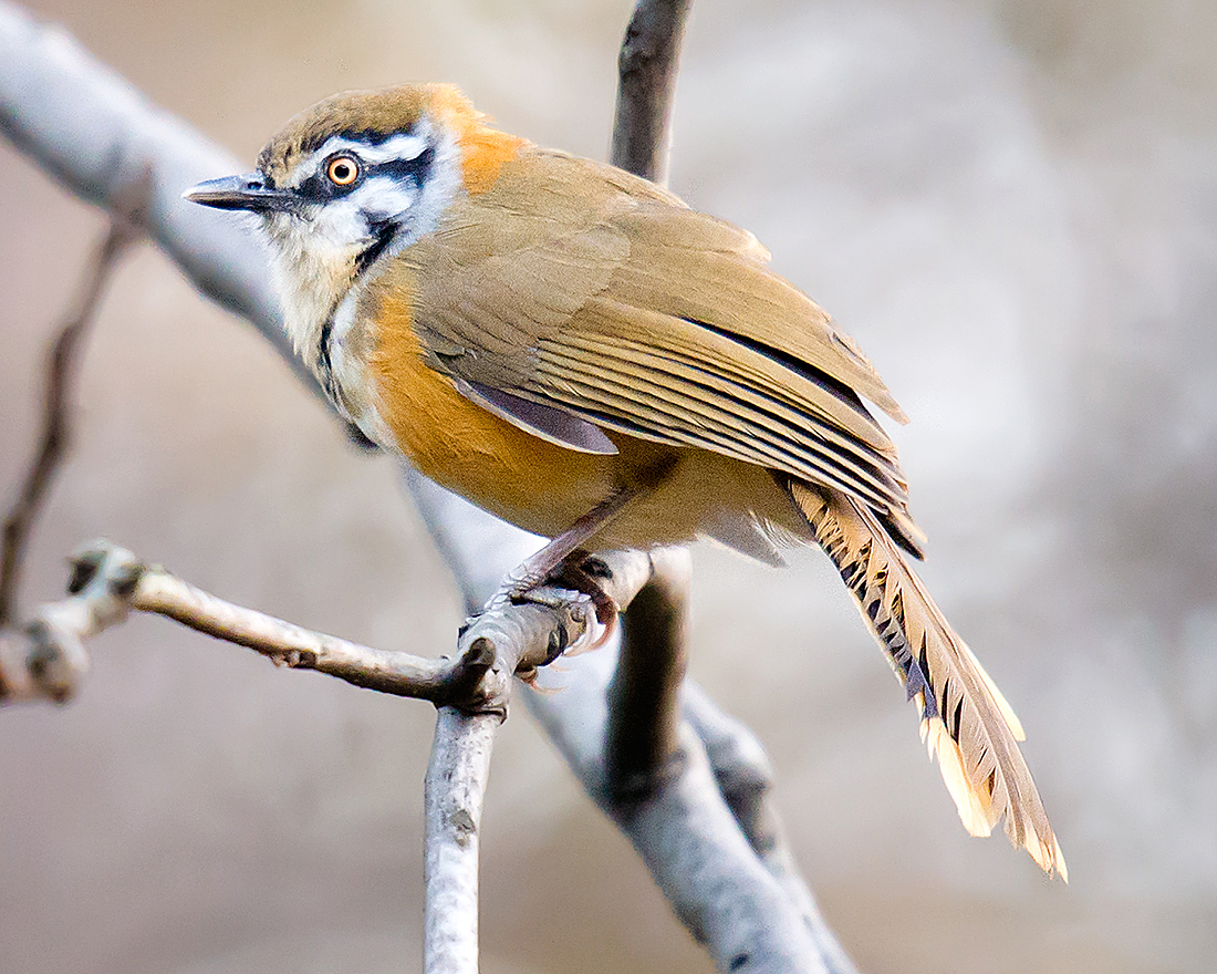 Lesser Necklaced Laughingthrush