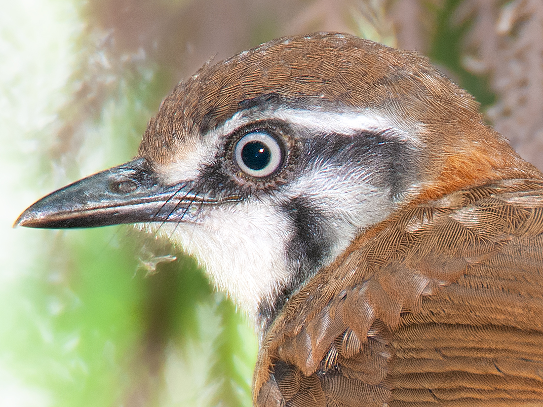 Lesser Necklaced Laughingthrush