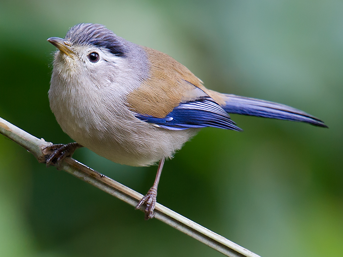 Blue-winged Minla