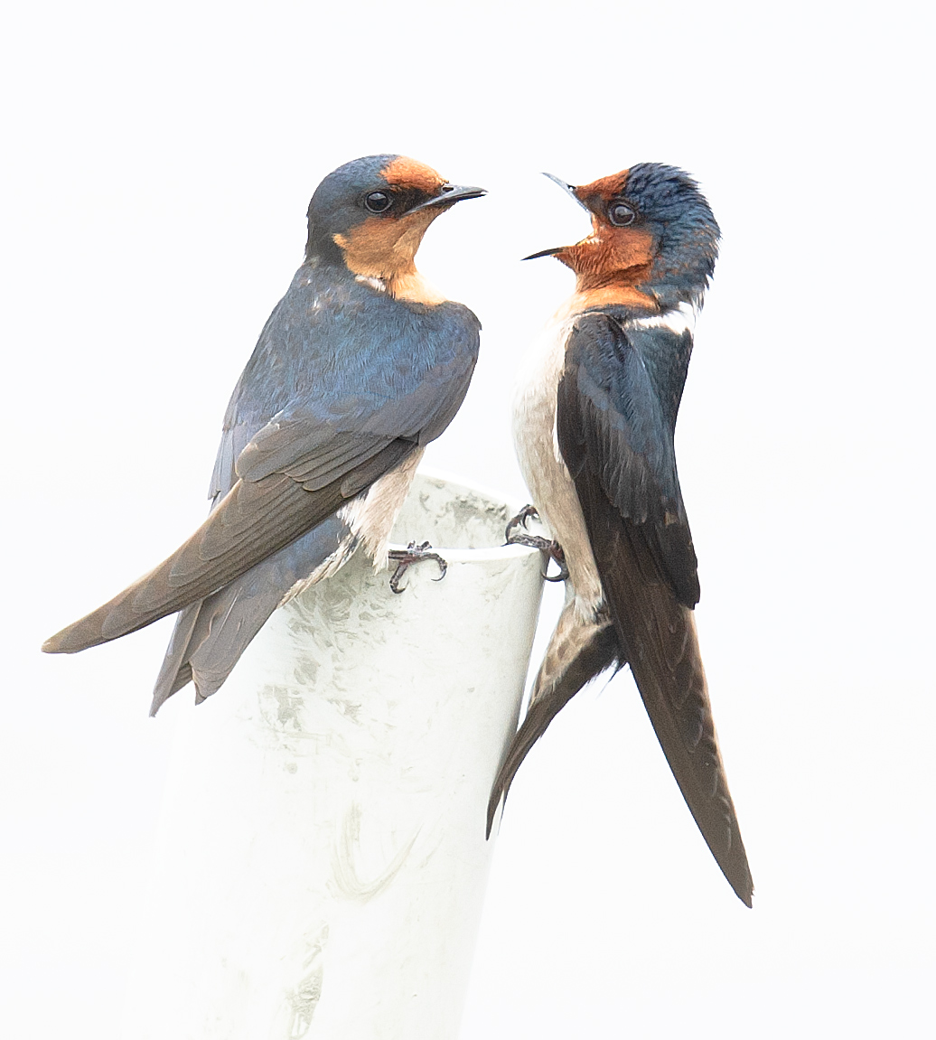 Pacific Swallow