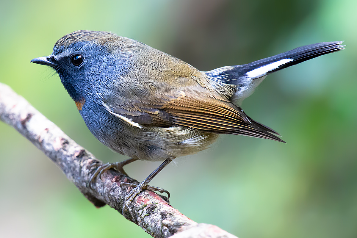 Rufous-gorgeted Flycatcher